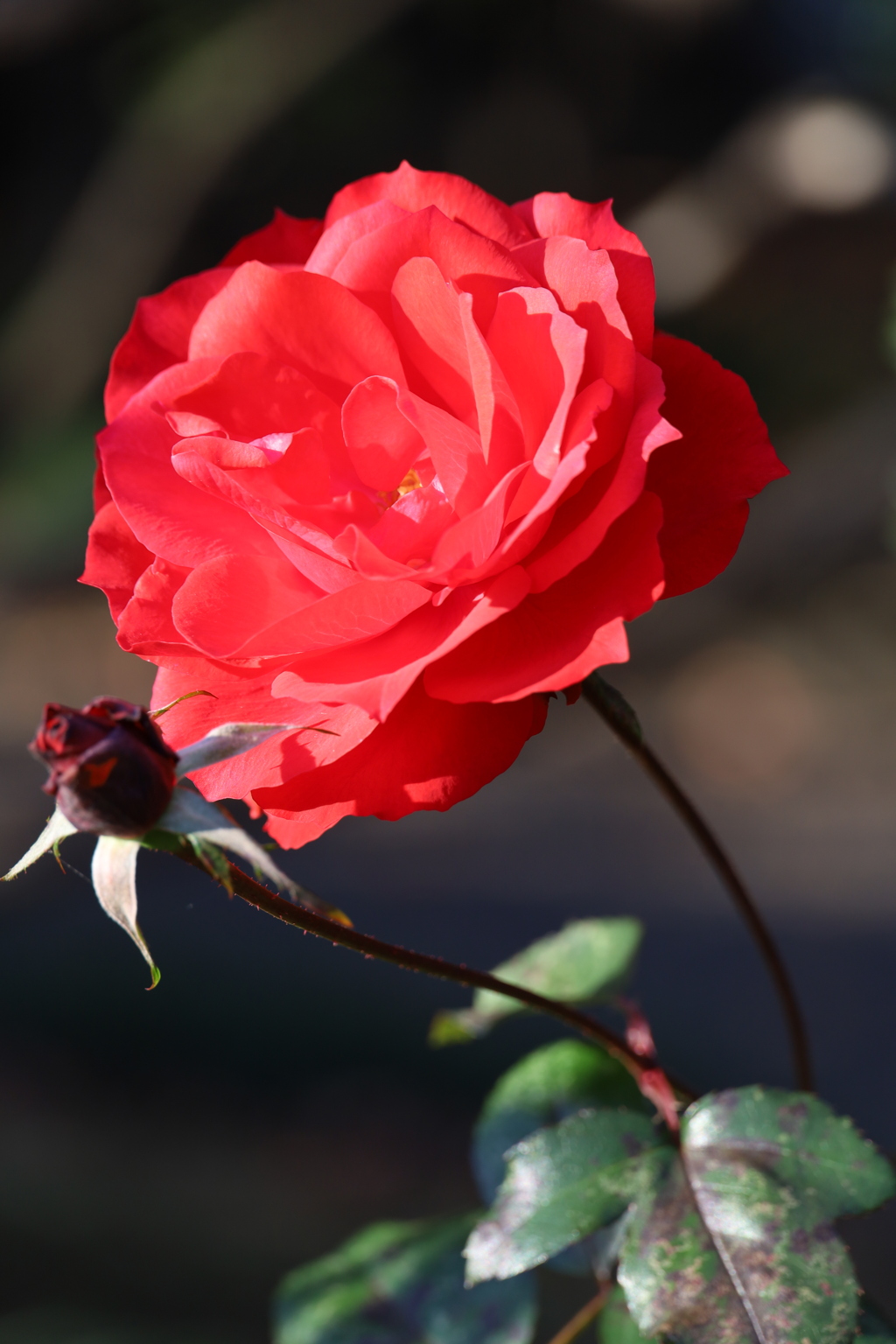 薔薇 5 Part2