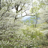 ゴヨウツツジ in Mt.JEANS那須 6