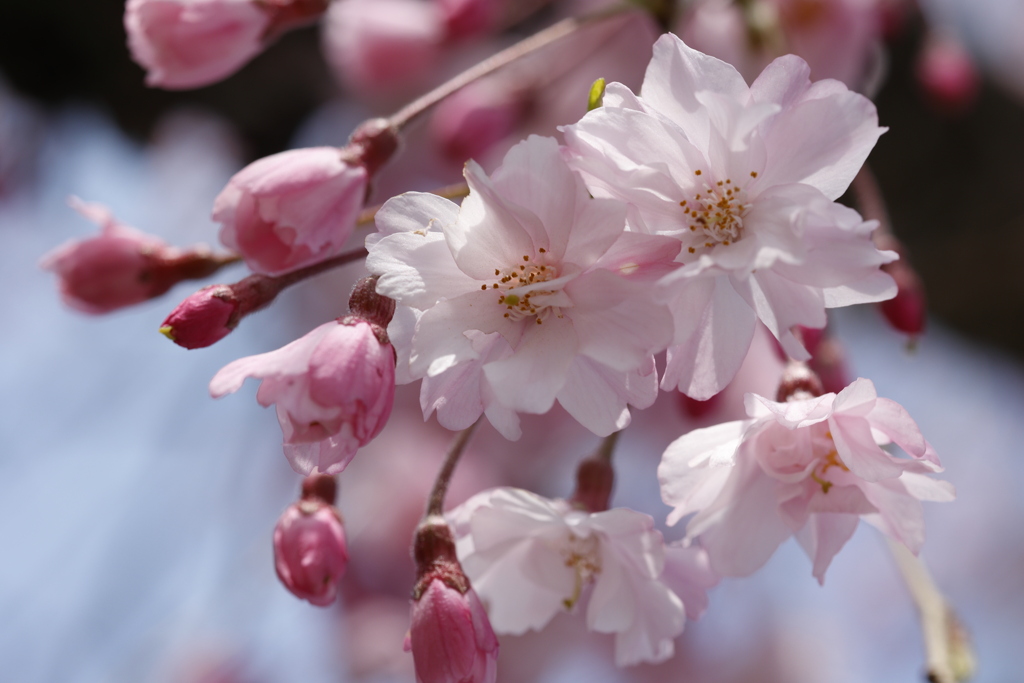 八重桜 in 城址公園 2