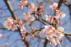 河津桜 2023.3 in 城址公園