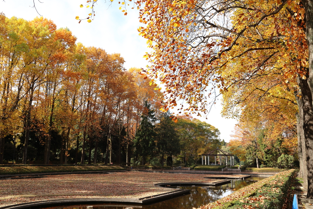 中央公園の紅葉 Part1