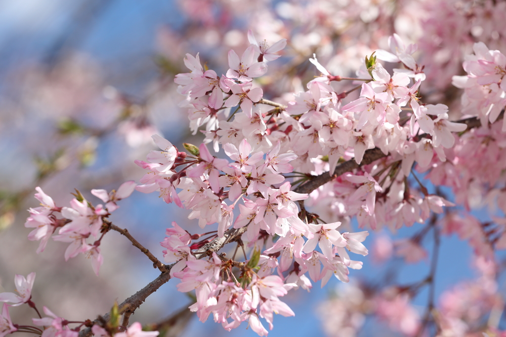 仙台枝垂れ桜 2025.4.16