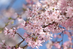 仙台枝垂れ桜 2025.4.16