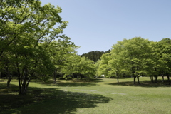 新緑の森林公園 4