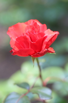 公園の薔薇 4