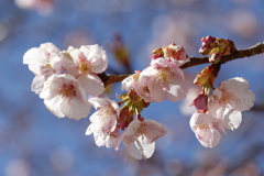 テスト撮影(伊東小室桜 in 城址公園1)