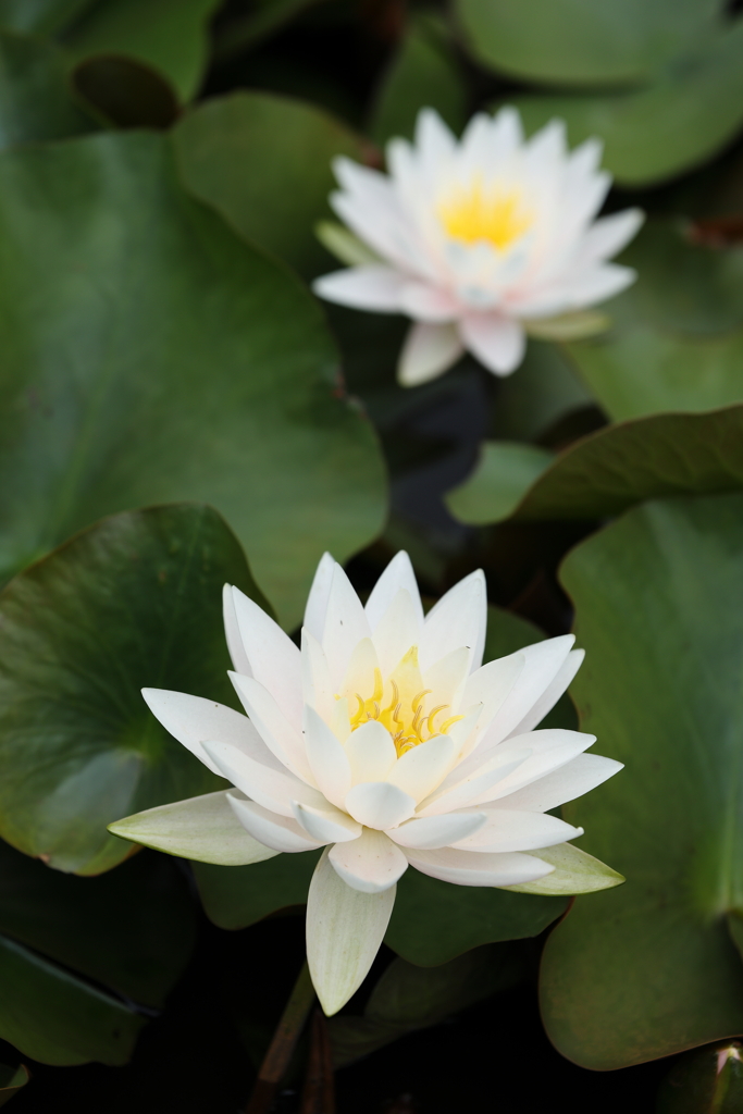 スイレン 2024.6-2