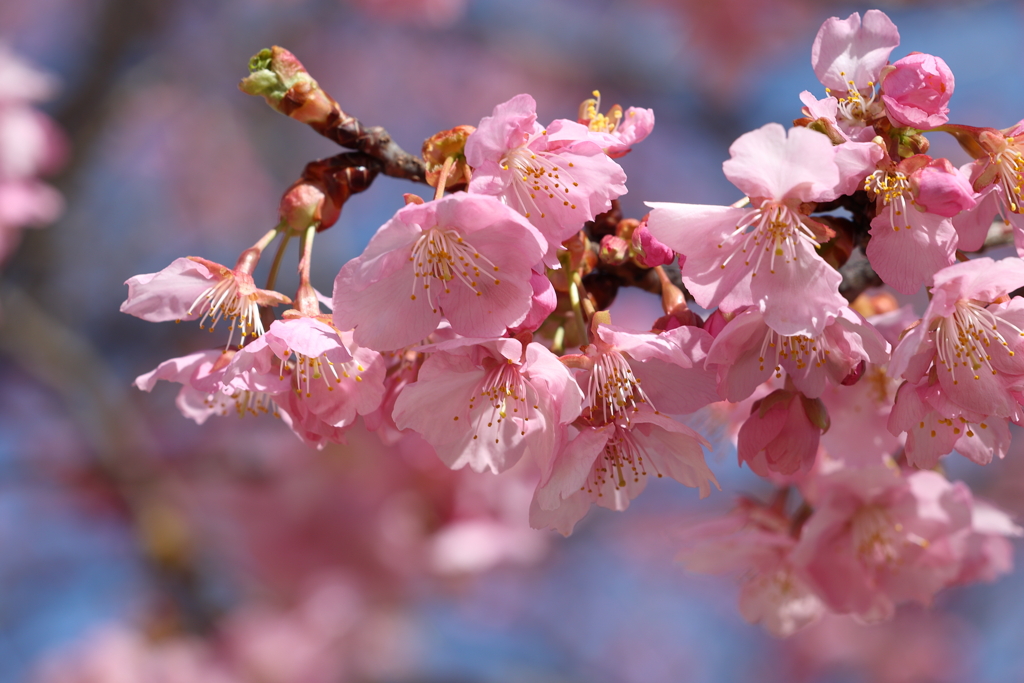 河津桜 2025.3.17-2