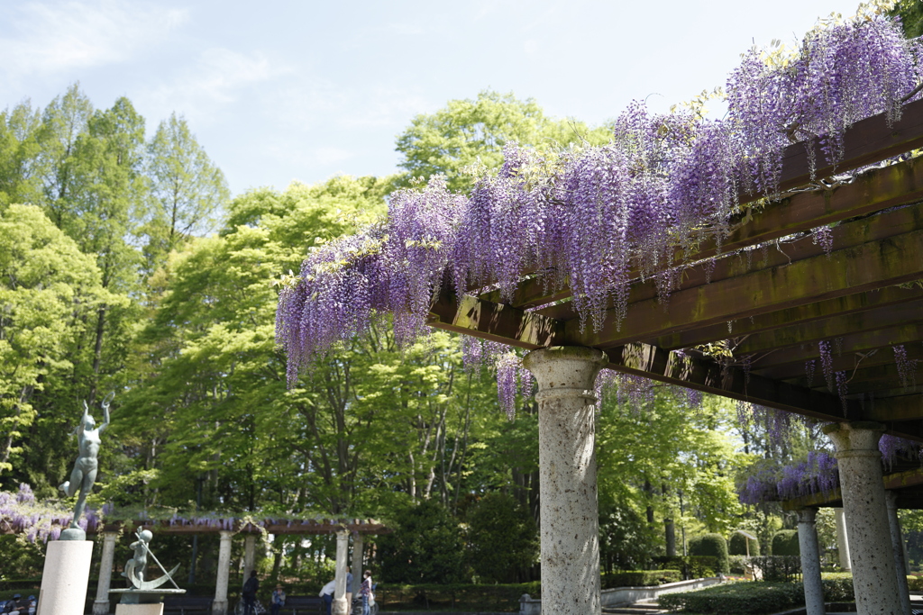 中央公園の藤 3