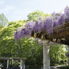中央公園の藤 3