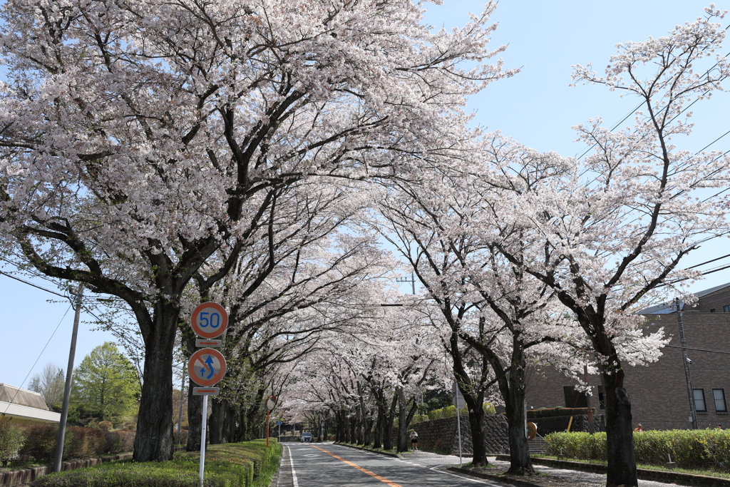 郊外の桜並木 2024.4-2