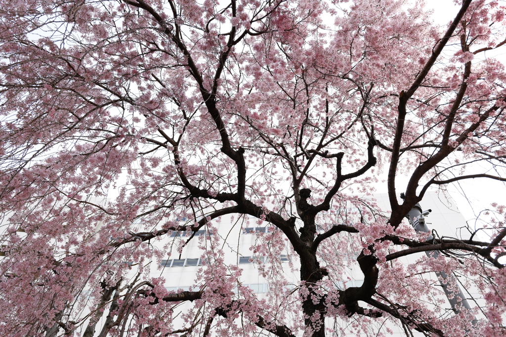 田川沿いの枝垂れ桜 2023.3-1