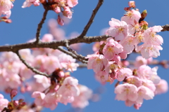 伊東小室桜 2025.3.17 part2