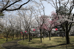 八幡山公園の桜 2023.3-1