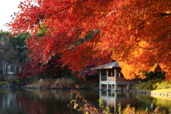 中央公園にて 2024.12