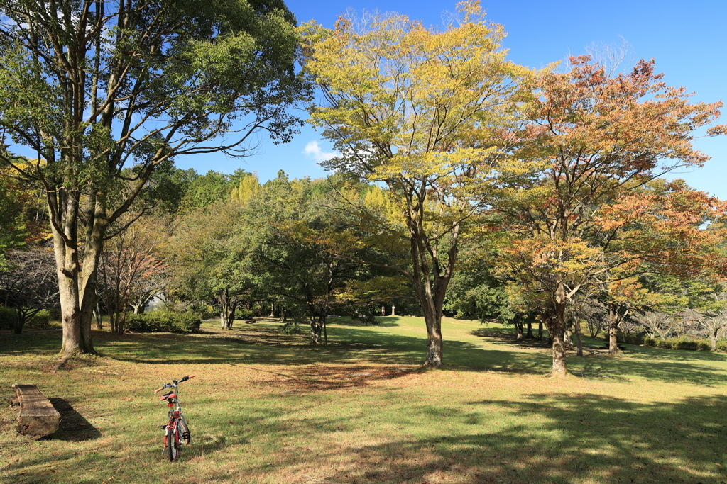 森林公園散策 2024.11