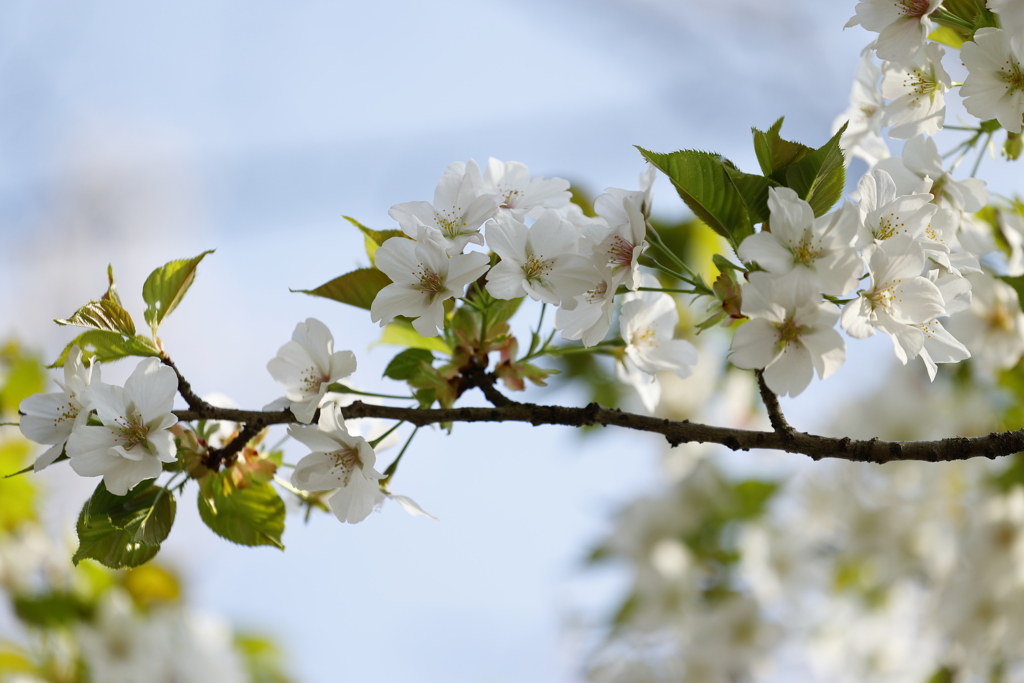 大島桜 in 森林公園 2