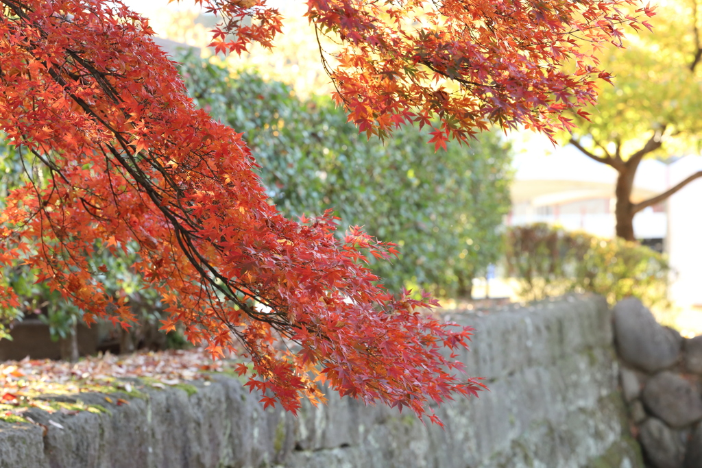 城址公園の紅葉 Part3