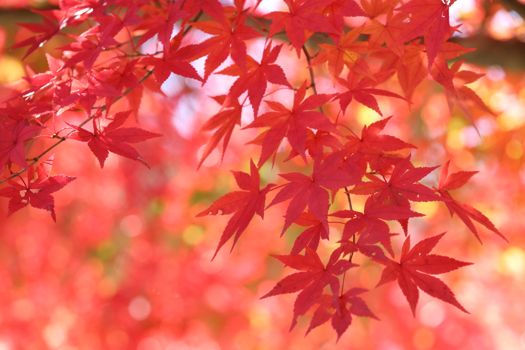 森林公園の紅葉 2 Part2