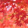 森林公園の紅葉 2 Part2