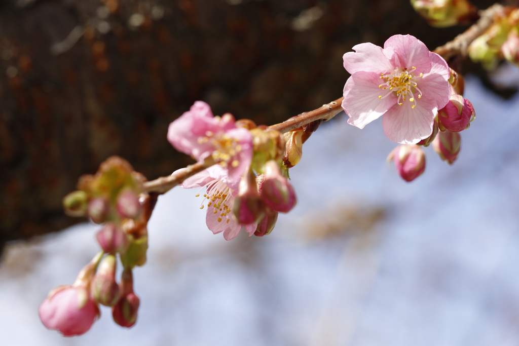 河津桜 in 城址公園 2023.2-1