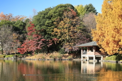 中央公園散策 2024.11