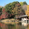 中央公園散策 2024.11