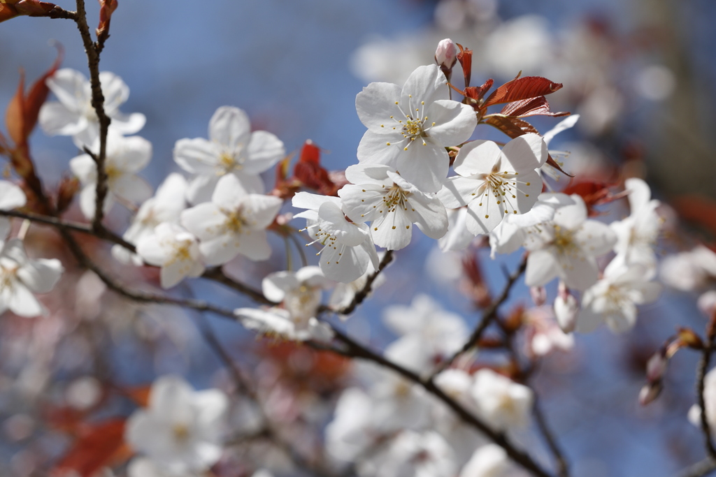 近所の山桜 2023.3-1