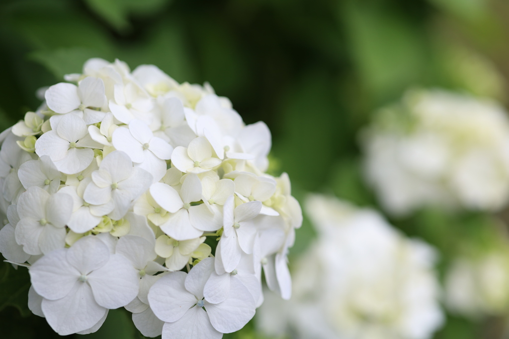 近所の紫陽花