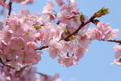 河津桜 2025.3.23-1