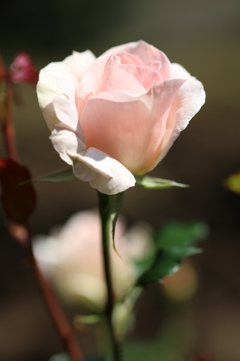 公園の薔薇 2