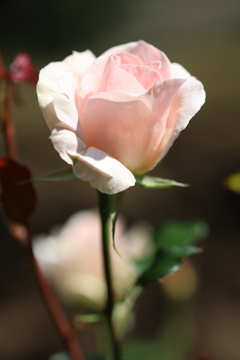 公園の薔薇 2
