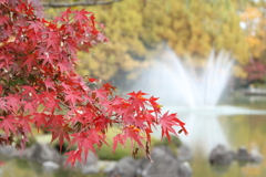 中央公園の紅葉