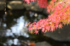 中央公園の紅葉 Part6