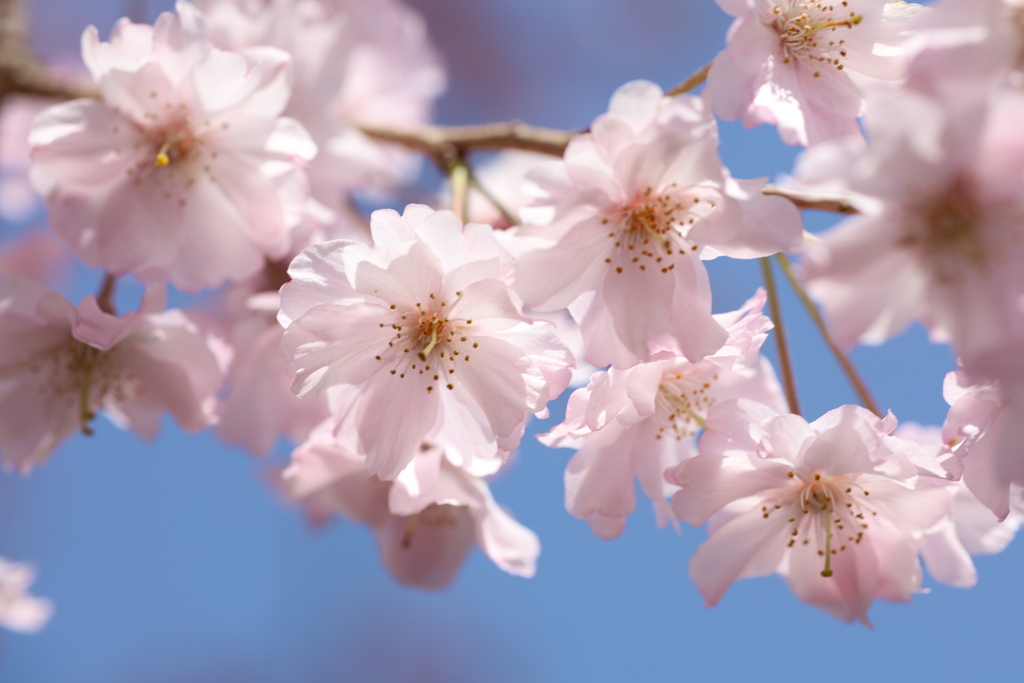 八重桜 Part3