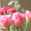 生花 2024.11
