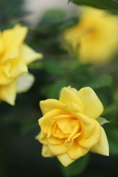 庭の薔薇 9月