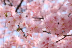 河津桜 2025.3.23-2