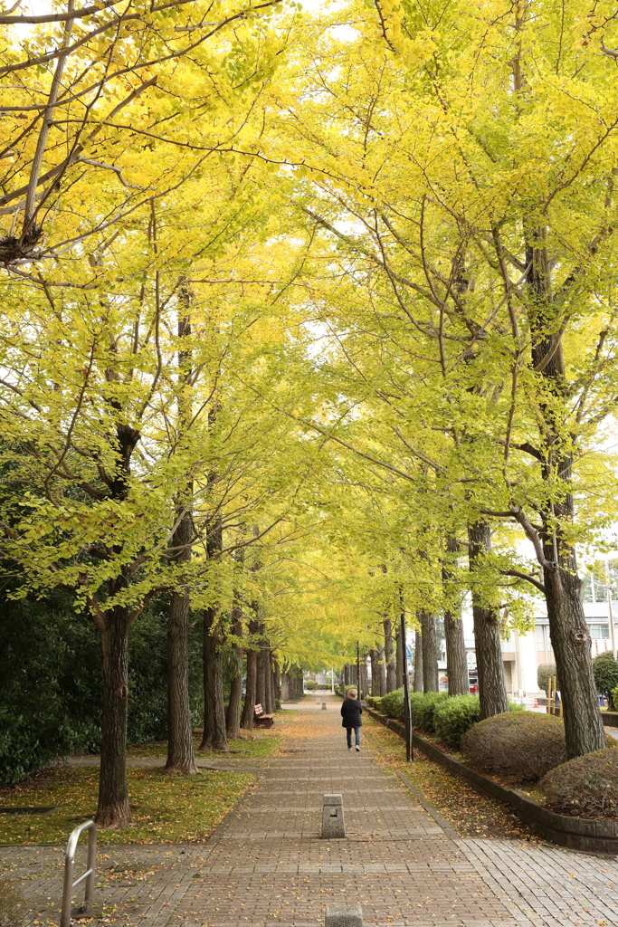 駅東公園のイチョウ