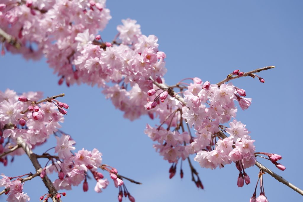 八重桜 in 城址公園 1