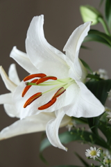 白いユリ 2025.10