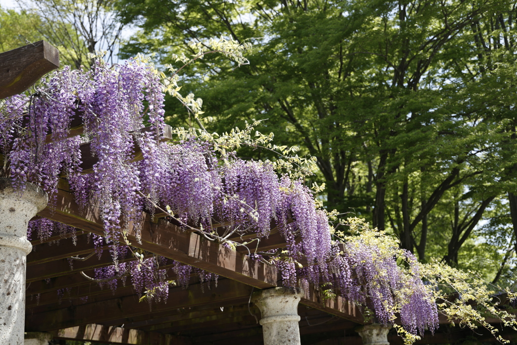 中央公園の藤 4