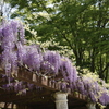 中央公園の藤 4