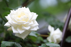 公園の薔薇 10 Part2