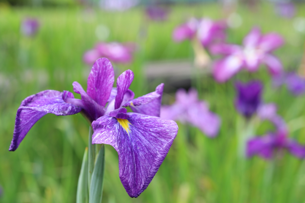 花菖蒲 2022 Part3