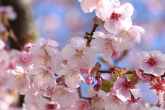 伊東小室桜 in 城址公園 2024.3-1