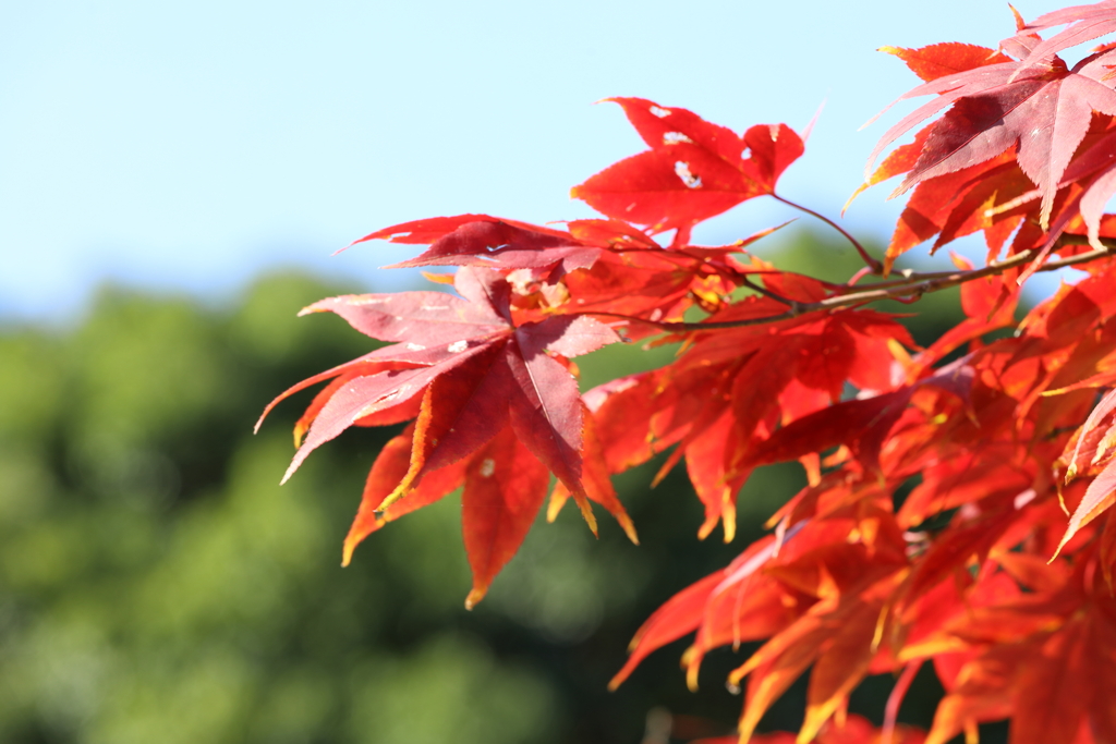森林公園の紅葉 Part1