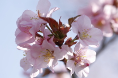 山桜 in 城址公園