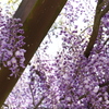 中央公園の藤 5