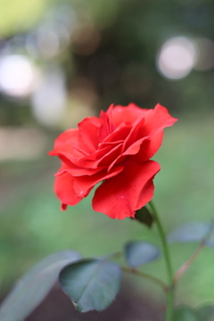 薔薇 3